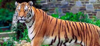 Valmiki Tiger Reserve Tour